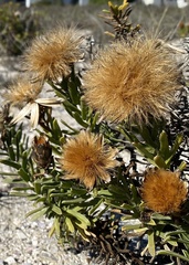 Pteronia onobromoides