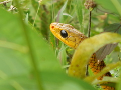 Chironius spixii
