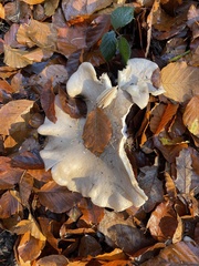Fungi