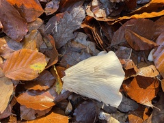 Fungi
