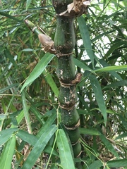 Bambusa tuldoides