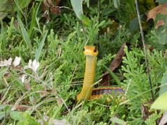 Chironius spixii