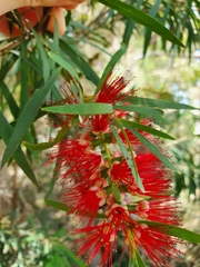 Melaleuca phoenicea