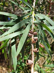 Melaleuca phoenicea