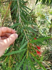 Melaleuca phoenicea