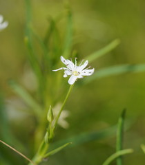 Stellaria flaccida