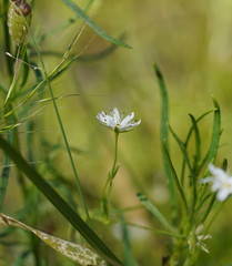 Stellaria flaccida