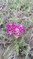 Pedicularis dasystachys