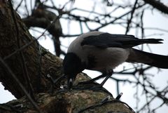 Corvus cornix