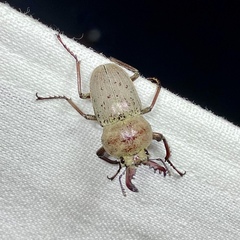 Cacostomus squamosus