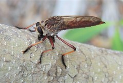 Colepia rufiventris