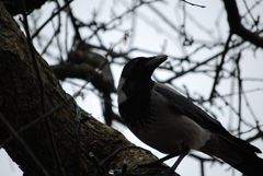 Corvus cornix