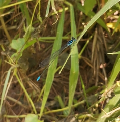 Caconeura