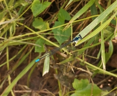 Caconeura