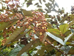 Vismia baccifera