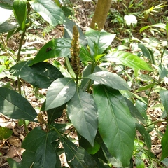 Justicia ventricosa