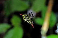 Gasteracantha diardi