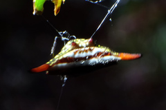 Gasteracantha diardi