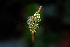 Gasteracantha diardi
