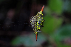Gasteracantha diardi