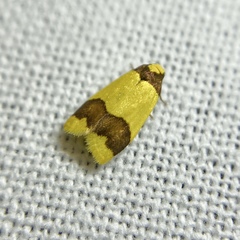 Heterallactis microchrysa