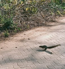 Heliosciurus undulatus