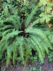 Polystichum munitum
