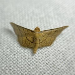 Hypolamprus ypsilon