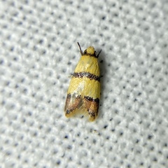 Heteroteucha distephana