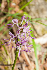 Orchis simia