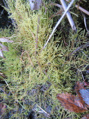 Thuidiopsis