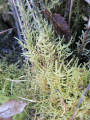 Thuidiopsis
