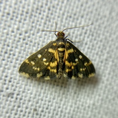Diathrausta ochreipennis
