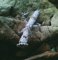 Tarachodes afzelii