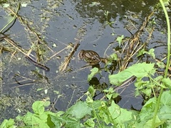 Pelophylax fukienensis