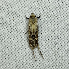 Gerontha acrosthenia