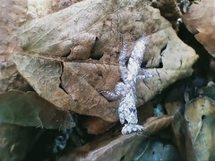 Tarachodes afzelii