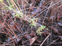 Galium uliginosum