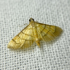 Orphanostigma abruptalis