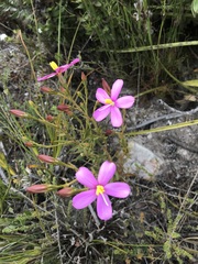 Chironia jasminoides