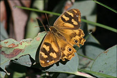 Heteronympha solandri