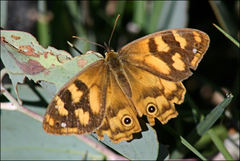 Heteronympha solandri