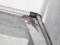 Gekko gecko