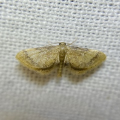 Idaea trypheropa