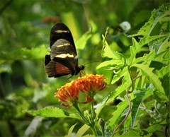 Heliconius ricini insulanus