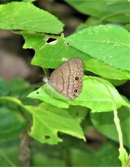 Hermeuptychia canthe