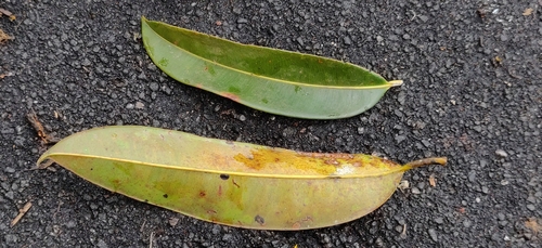 Image of Poeciloneuron indicum by (c) T R Shankar Raman, some rights reserved (CC BY)