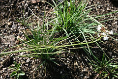 Rorippa dictyosperma