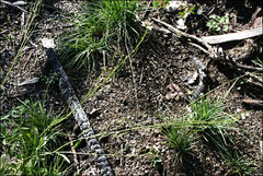 Rorippa dictyosperma