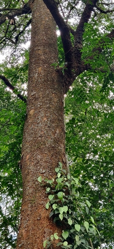 Image of Poeciloneuron indicum by (c) T R Shankar Raman, some rights reserved (CC BY)